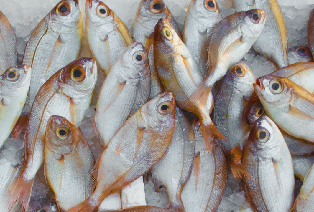 Brexit & the UK seafood industry – teething problems or an expensive red herring?